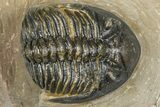 Hollardops Trilobite - Foum Zguid, Morocco #363218-2